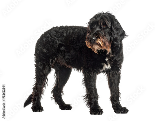 Black russian terrier mix dog standing on white background with shaggy coat and brown facial highlights