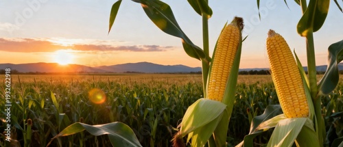 Golden Corn Cobs at Sunrise Over Expansive Farmland