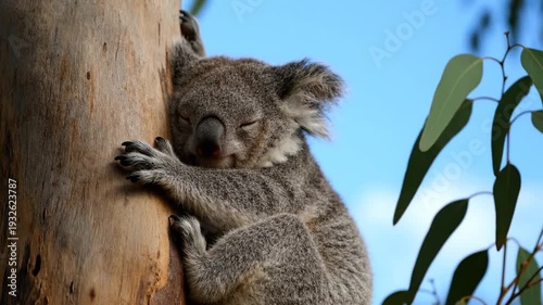 Peaceful koala sleeping soundly while clinging to a eucalyptus tree trunk on a clear blue sky day.