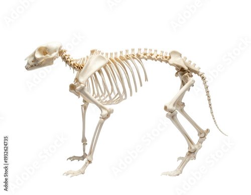 Animal skeleton of a quadruped catlike mammal with elongated spine and tail