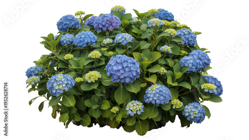 Blue hydrangea flowers with green leaves on white background isolated on a transparent background
