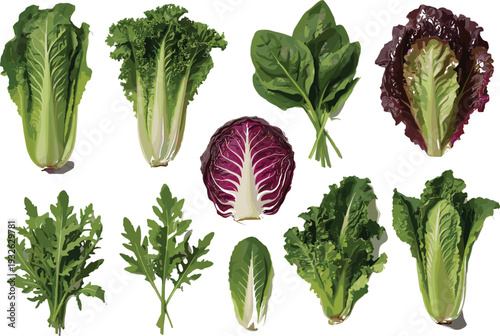 "Collection of illustrated leafy greens including lettuce, spinach, arugula, and radicchio, showcasing diverse textures and colors, perfect for culinary, nutrition, gardening, and educational design 