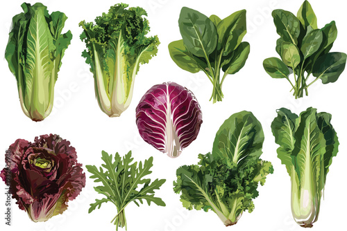 "Collection of illustrated leafy vegetables including lettuce, spinach, arugula, and radicchio, showcasing diverse textures and colors, perfect for culinary, nutrition, gardening, and