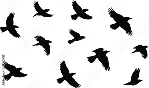 Black bird silhouettes flying isolated on white background wildlife set with wings spread in dynamic poses minimalist monochrome design collection