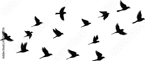 Silhouette birds flying scattered in open sky minimalist black and white nature background with copy space abstract wildlife freedom concept design