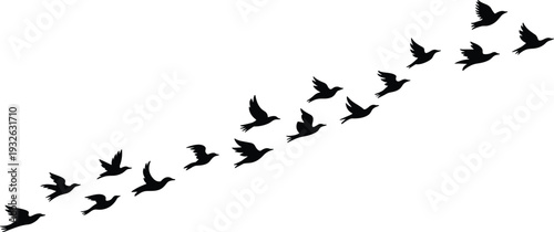 Silhouette flock of birds flying in diagonal formation against clear sky minimalist black and white nature background with copy space concept