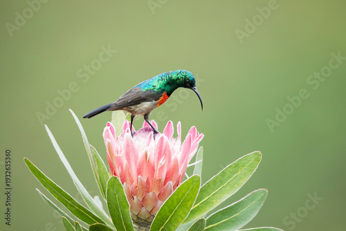 Greater doublecollared sunbird (Nectarinia afra) perched on Sugarbush (Protea repens) flower, Garden Route National Park, Western Cape Province, South Africa. 