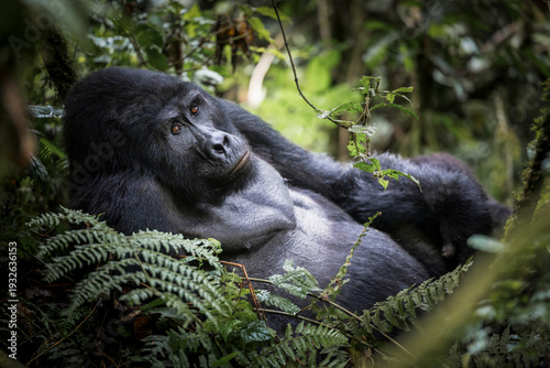 Mountain gorilla (Gorilla beringei beringei) silverback, resting among dense forest understory, Bwindi Impenetrable Forest, Uganda. Endangered. 