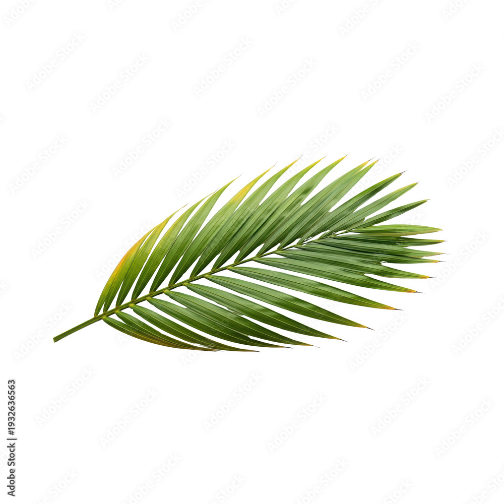 Fototapeta premium Green Palm Leaf with Yellow Tips on Transparent Background isolated on a transparent background