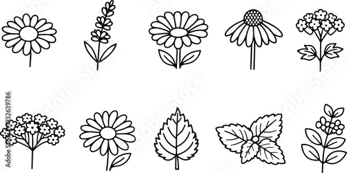 Collection of hand-drawn botanical illustrations featuring various flowers and leaves in a simple line art style