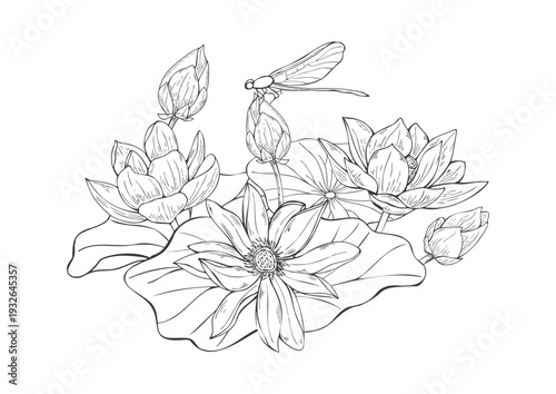 Lotus flowers and sitting dragonfly monochrome composition in black and white. Blooming water lily with leaves in pond vector isolated illustration for packaging, book covers, magazine