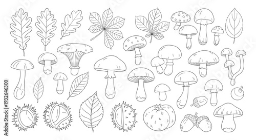 Black and white line art collection of various mushroom species, autumn leaves, and nuts for nature education.