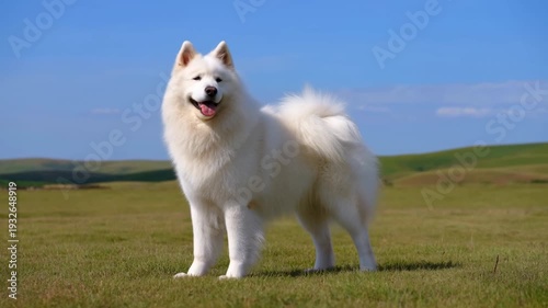 Joyful White Canine On Hills. Playful White Samoyed With Majestic Fur On Lush Grassy Landscape