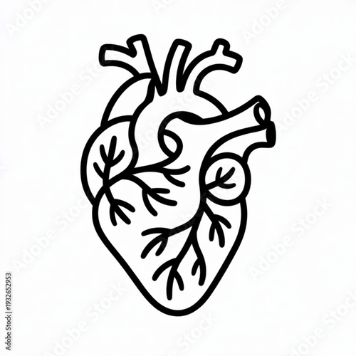 Anatomical illustration of a human heart with visible ventricles and arteries from a front viewpoint