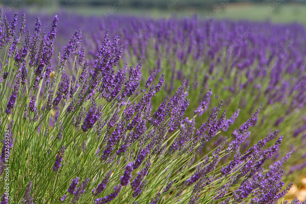 Obraz premium Lavender fields in Brihuega, in the province of Guadalajara, Spain.