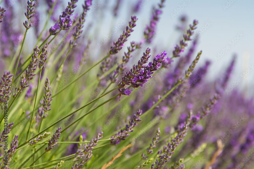 Obraz premium Lavender fields in Brihuega, in the province of Guadalajara, Spain.