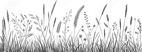 A variety of wild grasses and flowers in a natural field setting with detailed line nature line black and white