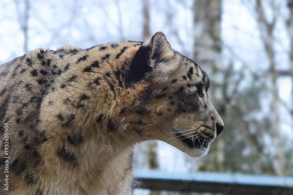 Obraz premium Close-up profile of a snow leopard with distinctive spotted fur in a natural habitat