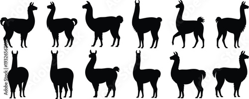 Silhouette set of llamas standing and walking in various poses on white background Keywords: llama, silhouette, animal, mammal