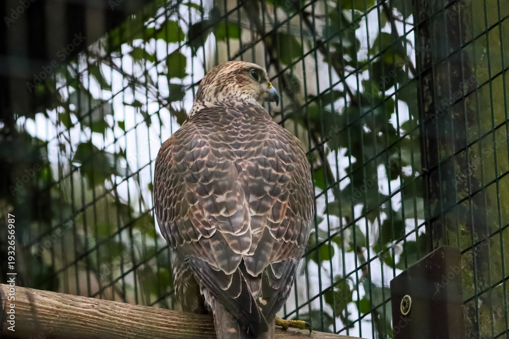 Fototapeta premium Majestic falcon perched on a wooden branch, looking alertly to the side behind a fence