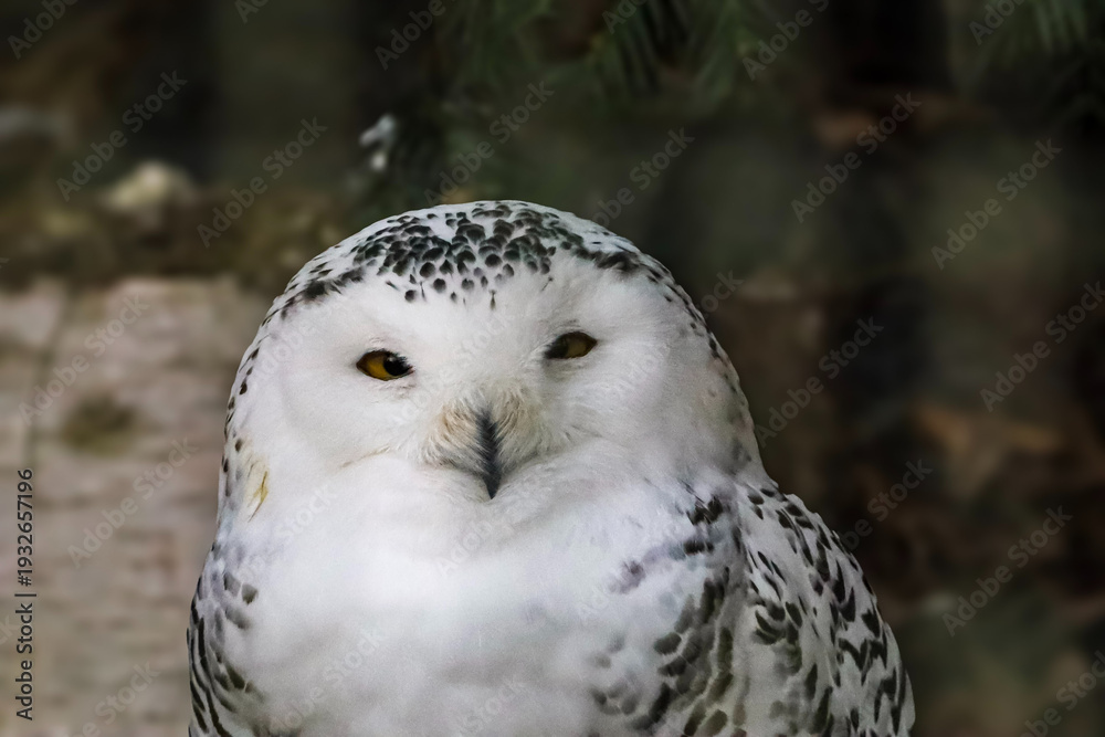 Obraz premium Close-up portrait of a snowy owl with striking yellow eyes and speckled white plumage