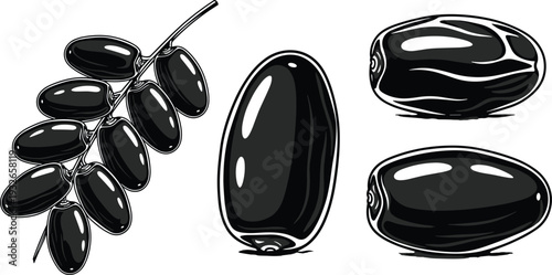 Hand drawn dates fruit set vintage botanical illustration sweet dry fruit tropical food engraving isolated vector collection