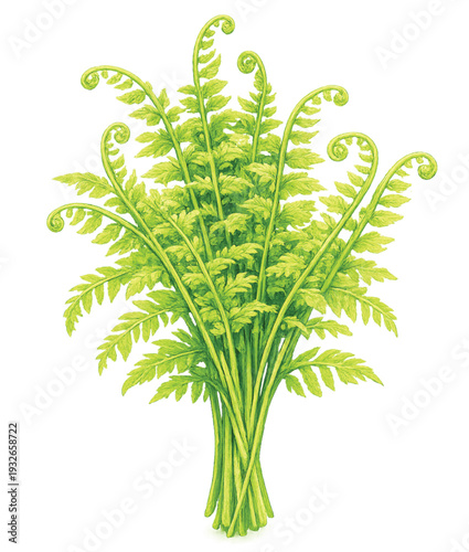 Pak Kood Thai Vegetable Fern Watercolor Illustration Isolated on Transparent Background