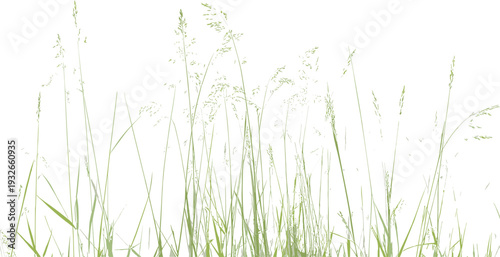 Tall green grass blades with white seed heads against a white background