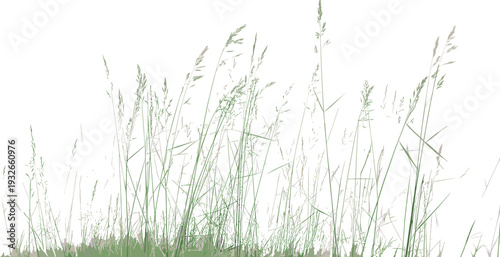 Tall green grass blades standing in a field with a blurred background nature