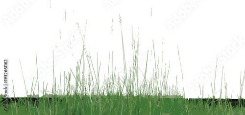 Tall green grass blades with white sky background in a natural setting