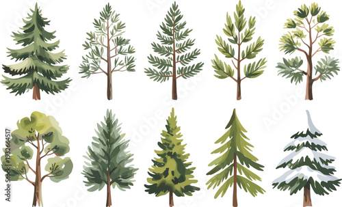 Ten different types of green and snowy trees illustrated on white background brown coniferous