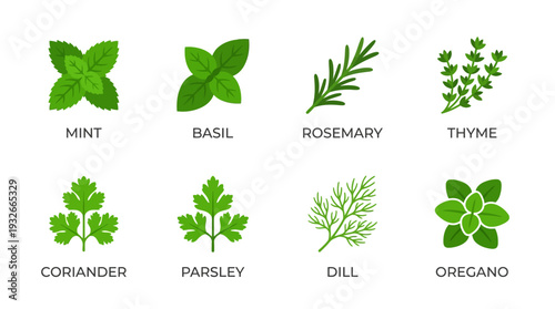 Culinary Herb Icon Set – Botanical Illustrations Featuring Mint, Basil, Rosemary, Thyme, Coriander, Parsley, Dill, and Oregano for Cooking Graphics and Garden Projects