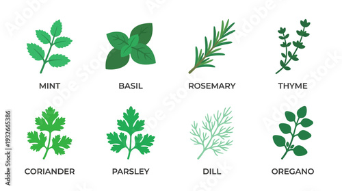 Culinary Herb Icon Set – Botanical Illustrations Featuring Mint, Basil, Rosemary, Thyme, Coriander, Parsley, Dill, and Oregano for Cooking Graphics and Garden Projects