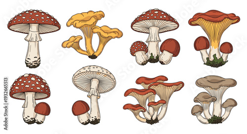 A detailed collection of eight distinct clusters of wild mushrooms, showcasing various species with natural coloring, are scattered across a light, textured background.