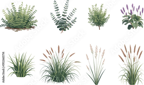 Various types of ornamental grasses and ferns with different leaf and flower colors in a garden setting