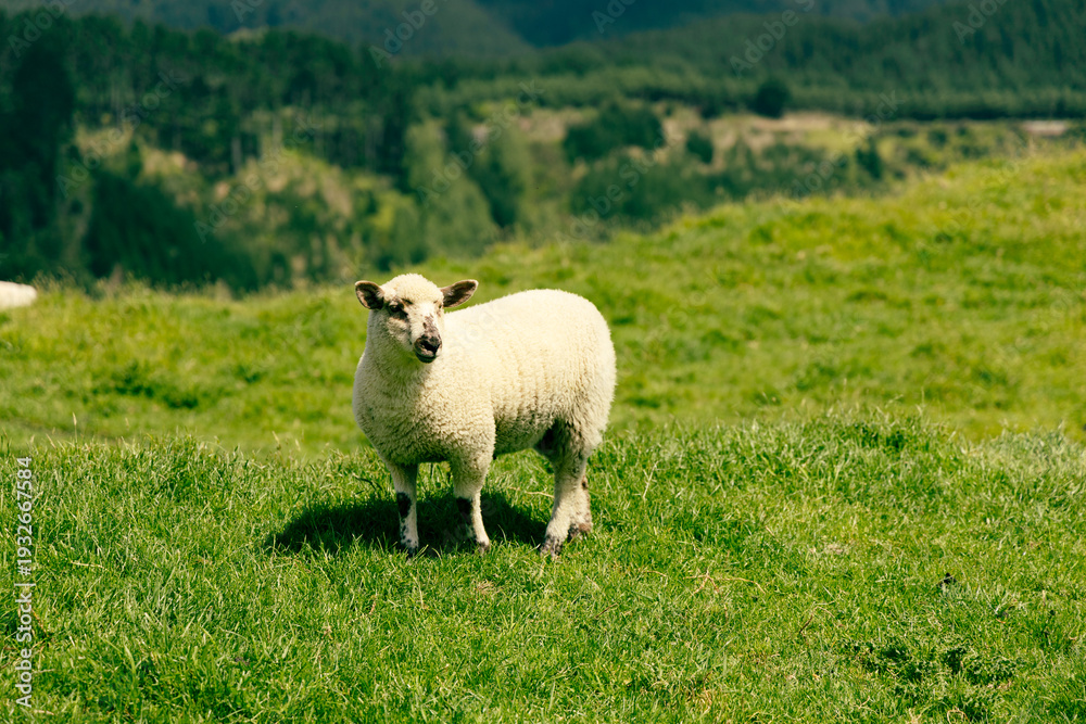 Fototapeta premium Lone Sheep Standing Lush Green Hillside