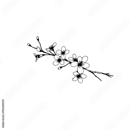 Elegant Japanese Cherry Blossom Branch Line Art Illustration on White: Delicate Pink Flower Design for Serene Spring Themes & Asian-Inspired Decor