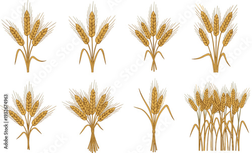 Golden wheat sheaf set, agricultural cereal crop illustration collection with barley ears bundles, detailed farm harvest design isolated on white background