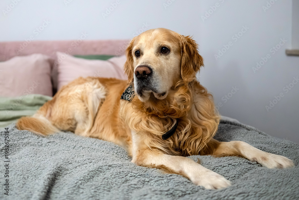 custom made wallpaper toronto digitalGolden Retriever Dog Lying On The Bed At Home
