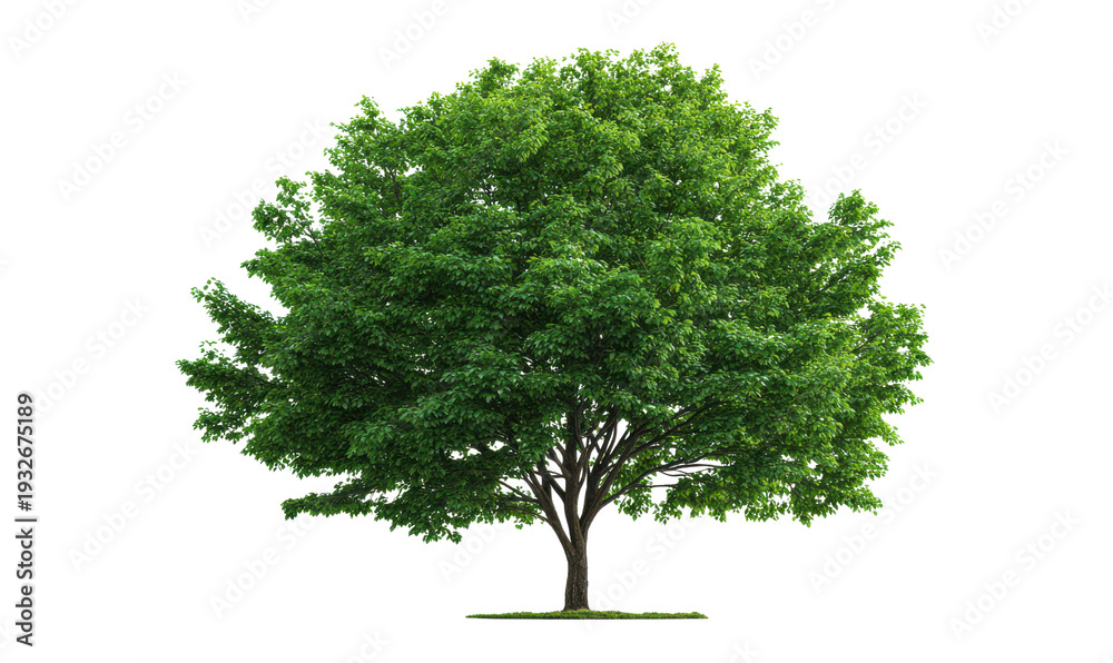 Fototapeta premium Lush green deciduous tree with dense foliage and dark brown trunk leaves, Isolated, Png Transparent Background