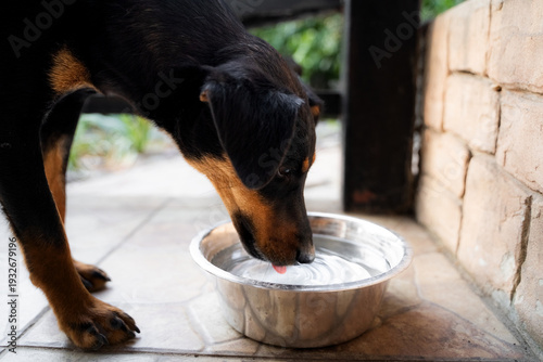 Bild auf Leinwand Side view of domestic dog drinking water from bowl outside in yard during summer heat