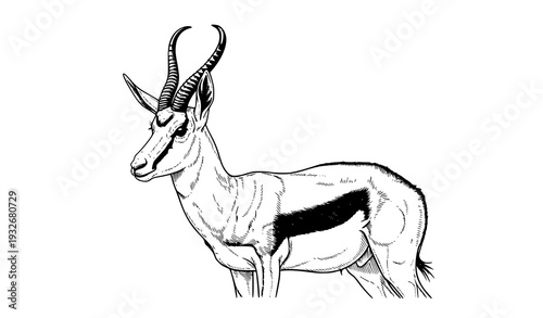 Springbok Antidorcas marsupialis Wildlife Vector Illustration