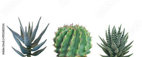 Set of Cactus, Succulent, Desert Plants Isolated on White Background with Clipping Path