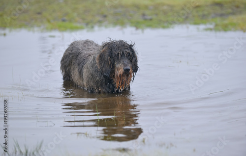 Short legged long haired dachshund dog playing in dirty water whilst out for exercise, having fun and giving dirty.
