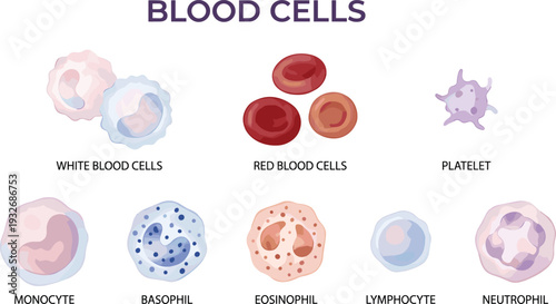 Modern flat car vector illustration set with diverse vehicle types like suv sedan coupe and hatchback for transportation design icons, flat vector illustration