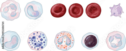 Modern flat car vector illustration set with diverse vehicle types like suv sedan coupe and hatchback for transportation design icons, flat vector illustration