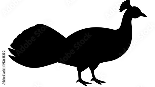 rooster isolated on white background