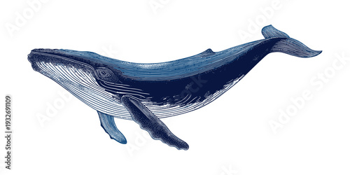 Detailed illustration of a majestic blue whale swimming gracefully in the ocean depths