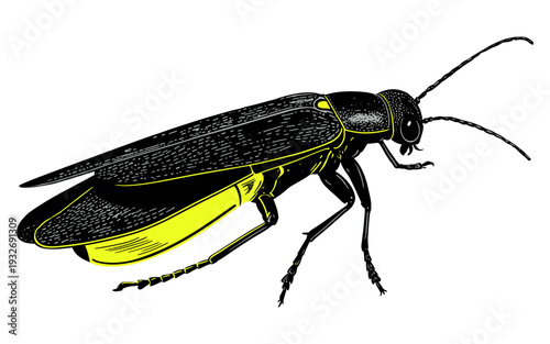 Detailed illustration of a black firefly with glowing yellow abdomen and intricate wing patterns