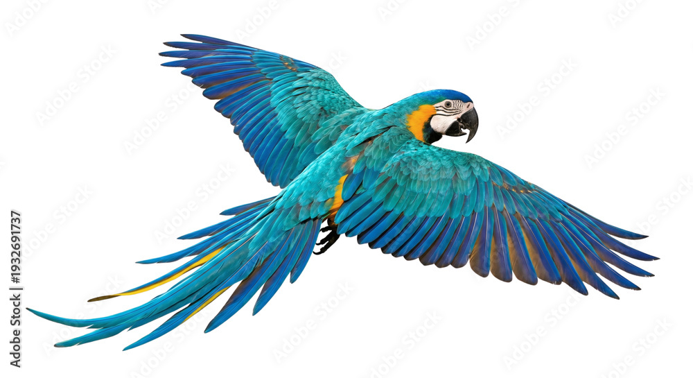 Obraz premium Bright Blue and Yellow Macaw Parrot Flying with Wings Spread Wide isolated on transparent background